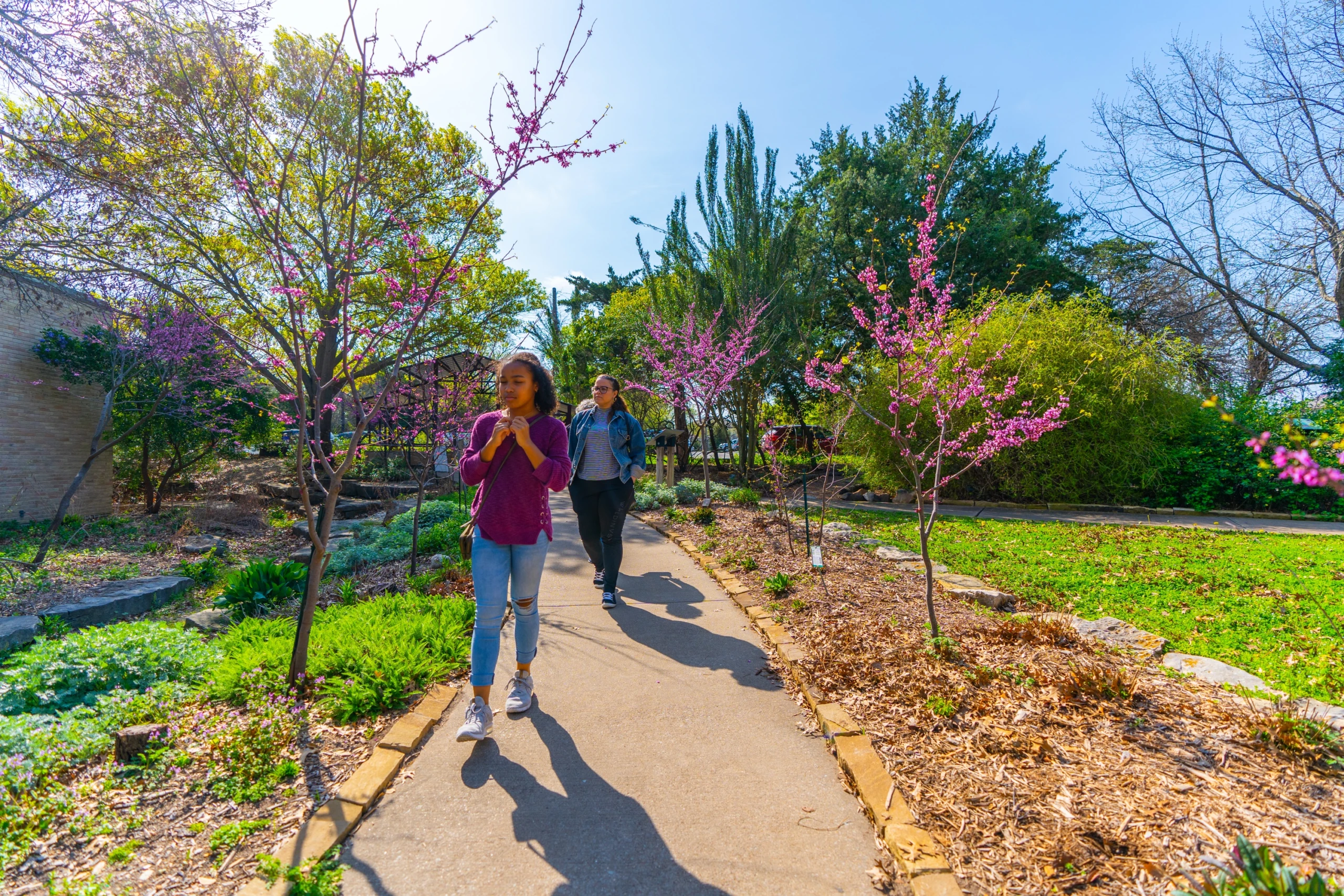 Two visitors on a path lined with blooming redbud trees at the Heard Natural Science Museum and Wildlife Sanctuary.